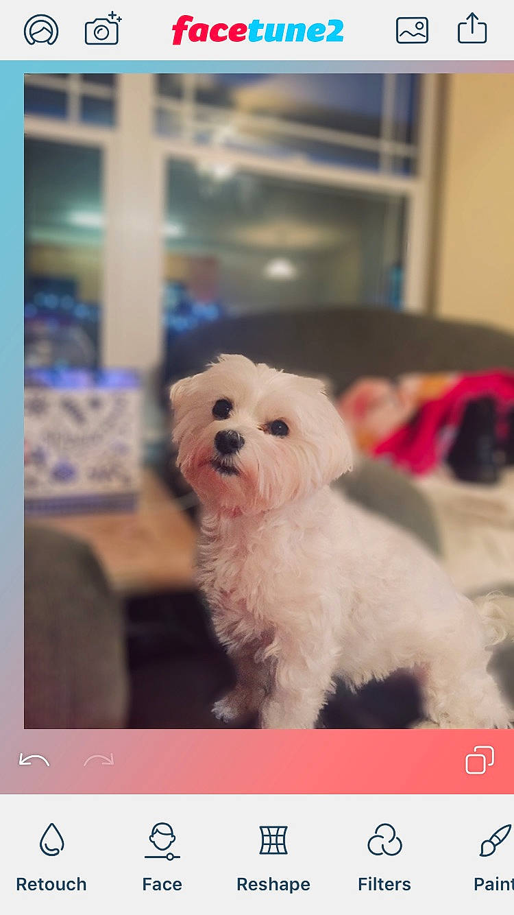 Jingles joined the competition — help win amazing prizes! bichon, bolognese, bolonka, canidae, carnivore, companion_dog, coton_de_tulear, dog, dog_breed, havanese, maltepoo, maltese, mammal, morkie, non_sporting_group, puppy, rare_breed_dog, shih_tzu, toy_dog, west_highland_white_terrier