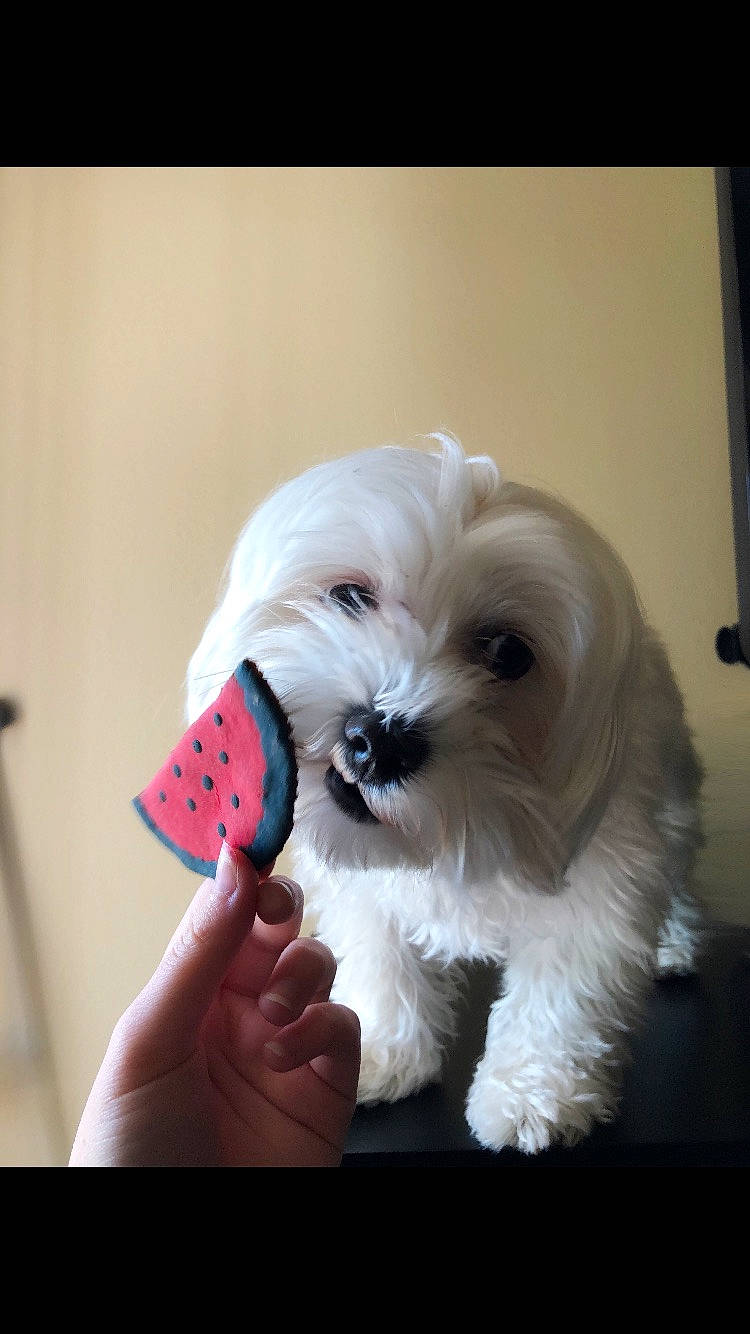 Jingles joined the competition — help win amazing prizes! bichon, bolonka, canidae, carnivore, companion_dog, coton_de_tulear, dog, dog_breed, havanese, kyi_leo, maltepoo, maltese, mammal, morkie, puppy, puppy_love, schnoodle, shih_tzu, snout, vertebrate