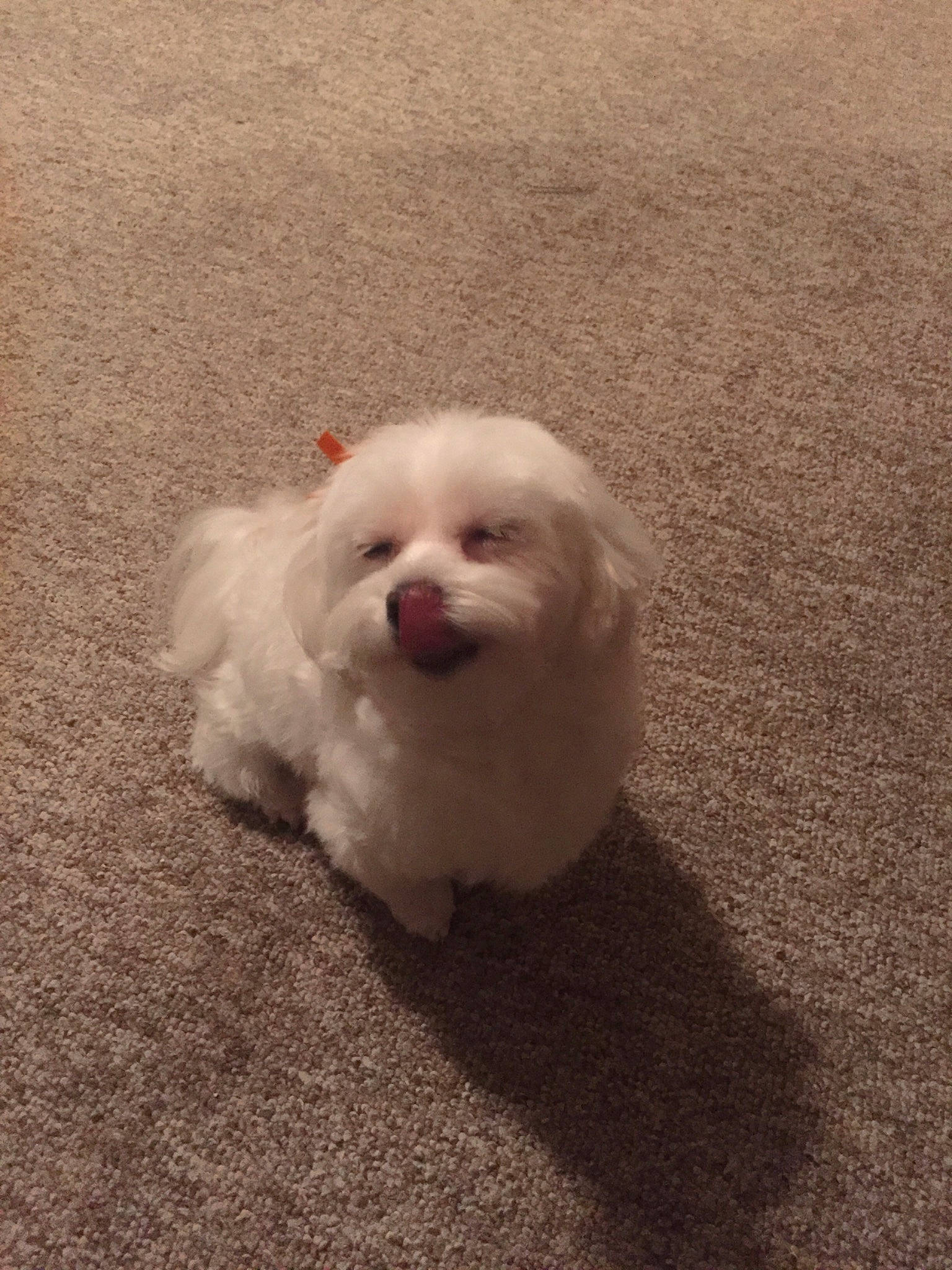 Jingles joined the competition — help win amazing prizes! bichon, bolognese, bolonka, canidae, carnivore, companion_dog, coton_de_tulear, dog, dog_breed, havanese, japanese_spitz, maltepoo, maltese, mammal, non_sporting_group, pomeranian, puppy, rare_breed_dog, shih_tzu, toy_dog