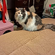 Patches joined the competition — help win amazing prizes! animal, bed, bedspread, calico_cat, cat, cozy, domestic_animal, dresser, fluffy, fur, furniture, household, indoor, mammal, pet, pet_supplies, purse, resting, room, tabby