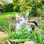 Bonnie participe au concours pour gagner de l'argent avec cette photo : cat, calico_cat, outdoor, garden, grass, greenery, plants, rocks, collar, pet, animal, nature, fur, whiskers, closeup, daylight, flora, relaxing, sitting, cute