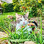 cat, calico_cat, outdoor, garden, grass, greenery, plants, rocks, collar, pet, animal, nature, fur, whiskers, closeup, daylight, flora, relaxing, sitting, cute