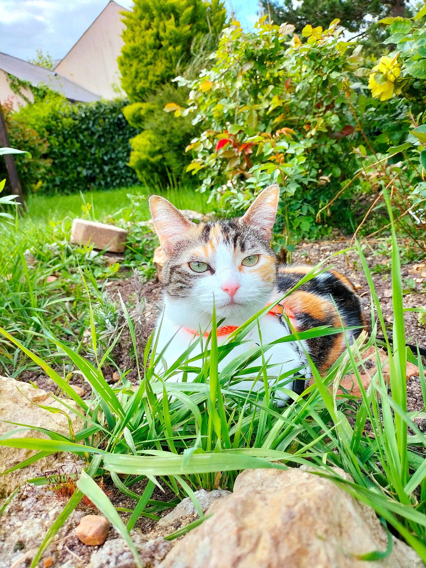 Bonnie