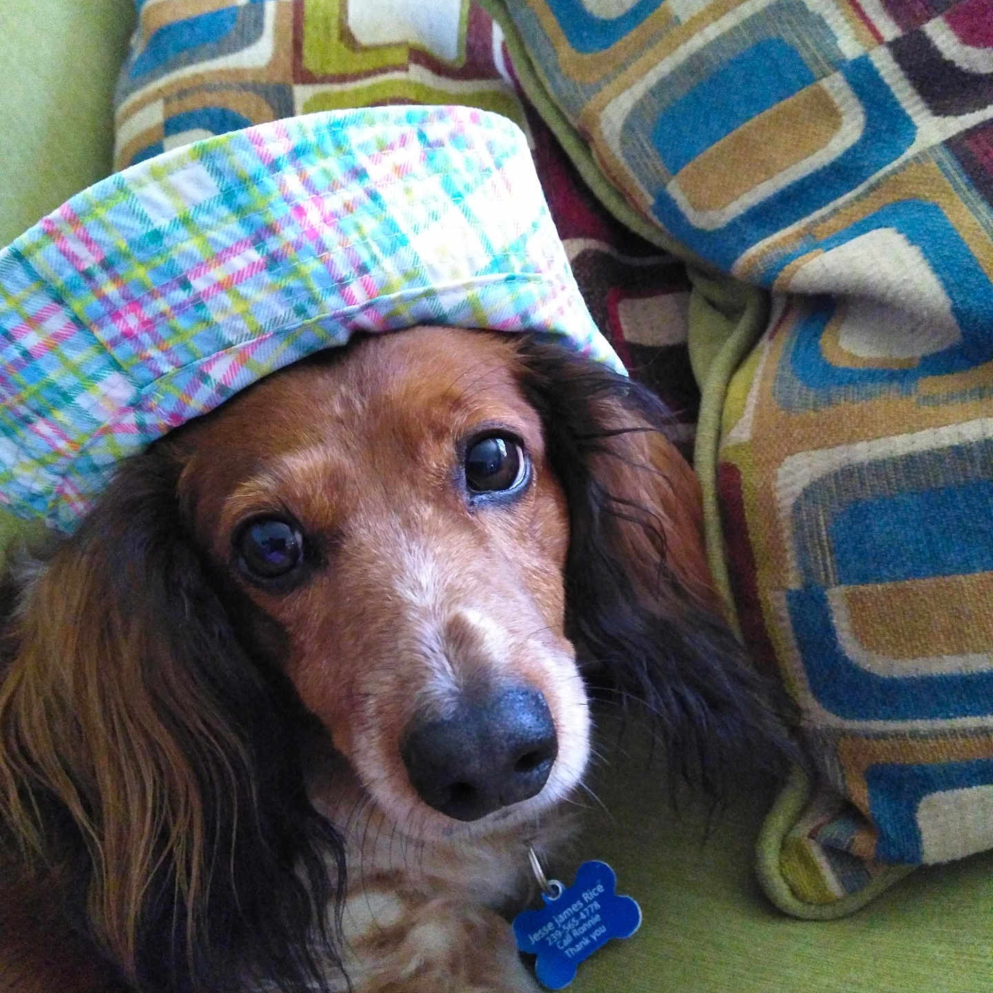 Jesse James joined the competition — help win amazing prizes! animal, brown_fur, close_up, companion, couch, cozy, cute, dog, domestic_animal, face, furniture, hat, home, indoor, long_ears, pet, pillow, plaid, relaxed, sitting