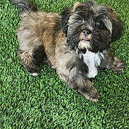 Riley joined the competition — help win amazing prizes! dog, puppy, grass, artificial_grass, outdoor, pet, fur, cute, small_dog, animal, lying_down, looking_up, black_fur, brown_fur, white_fur, fluffy, adorable, young, companion, playful