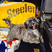 Riley is registered to the contest to win money with this photo: animal, blanket, colorful, companion, cozy, cute, dog, fluffy, fur, furniture, happy, household, indoor, pet, relaxed, sitting, smiling, steelers, tongue_out, yellow