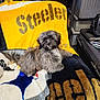 Riley is registered to the contest to win money with this photo: beverage_boxes, blanket, cozy, cute, dog, fur, gray_brown_fur, indoor, long_hair, looking_at_camera, pepsi, pet, puppy, shelving, sitting, small_dog, sports_blanket, steelers, storage_bins, workbench