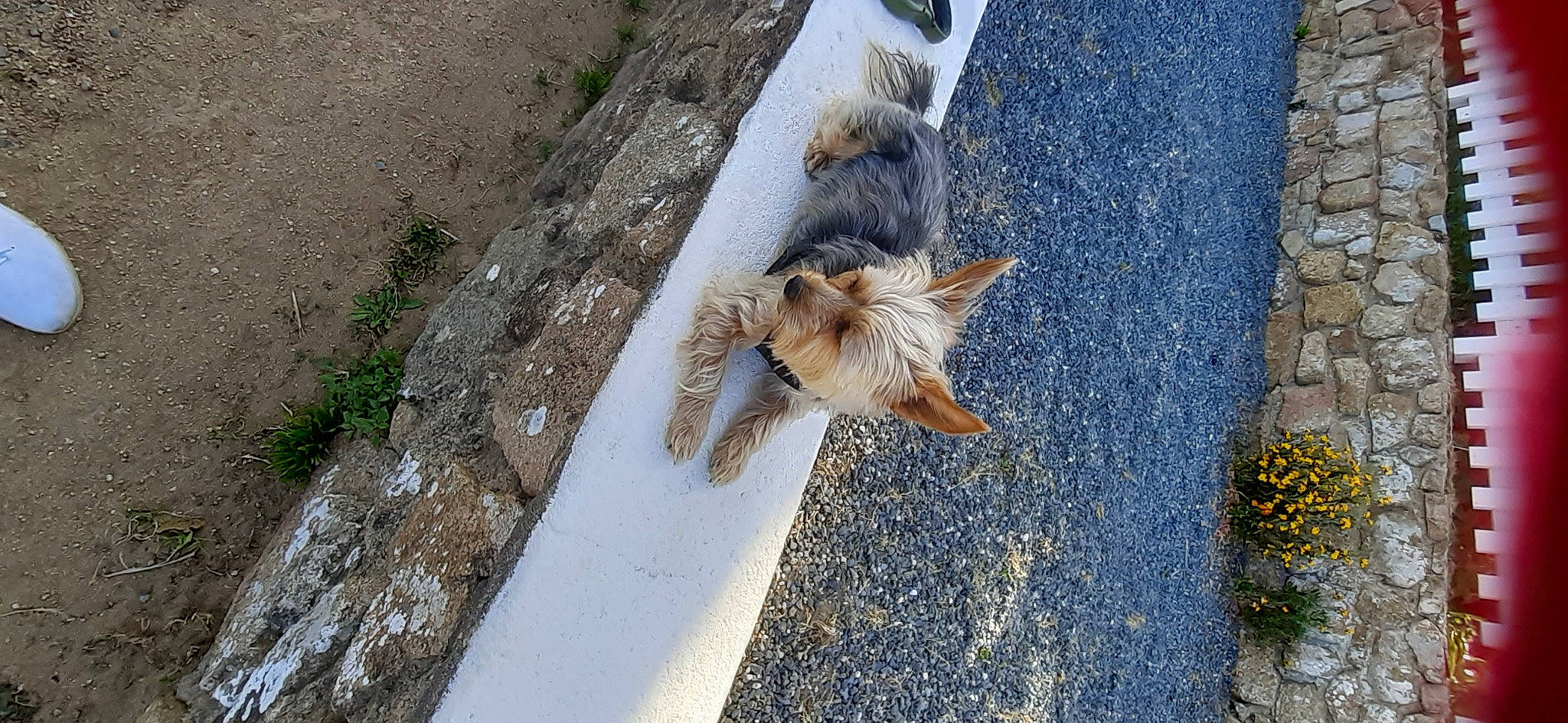 Chipie a rejoint le concours — aidez-le/la à gagner de superbes lots ! asphalt, bird, carnivore, concrete, dog_breed, fawn, feather, felidae, flooring, grass, plant, road, road_surface, sidewalk, small_to_medium_sized_cats, soil, tail, wall, wing, wood