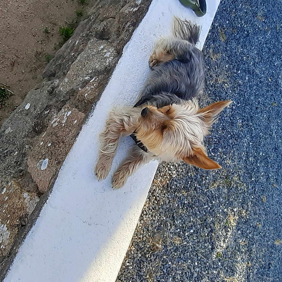 Chipie