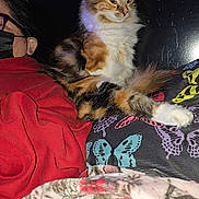 Patches is registered to the contest to win money with this photo: animal, blanket, butterfly_pattern, calico_cat, cat, colorful, cozy, domestic, face_mask, feline, fur, furniture, indoor, person, pet, portrait, red_clothing, relaxed, resting, sitting