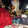 animal, blanket, butterfly_pattern, calico_cat, cat, colorful, cozy, domestic, face_mask, feline, fur, furniture, indoor, person, pet, portrait, red_clothing, relaxed, resting, sitting