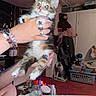 Patches joined the competition — help win amazing prizes! bracelets, calico, carpet, cat, clutter, coca_cola_bottle, curious, door, hand, indoor, jewelry, kitten, laundry_basket, person, pet, rings, room, stuffed_animal, table, window