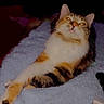 Patches is registered to the contest to win money with this photo: animal, blanket, calico_cat, cat, cozy, curious, dark_background, domestic_cat, eyes, feline, fur, indoor, pet, relaxed, resting, sleepy, soft, stretching, two_cats, whiskers