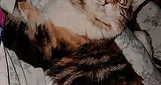 Patches joined the competition — help win amazing prizes! animal, bedroom, blanket, cat, cats, cozy, curious, cute, domestic, ears, feline, floral, fur, indoor, lying_down, pattern, pet, resting, sleeping, whiskers