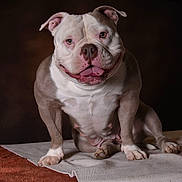 Kaya participe au concours pour gagner de l'argent avec cette photo : dog, bulldog, pet, animal, smiling, portrait, muscular, sitting, tongue_out, brown, white, short_hair, cute, domestic_animal, mammal, indoor, blanket, studio_lighting, expression, face