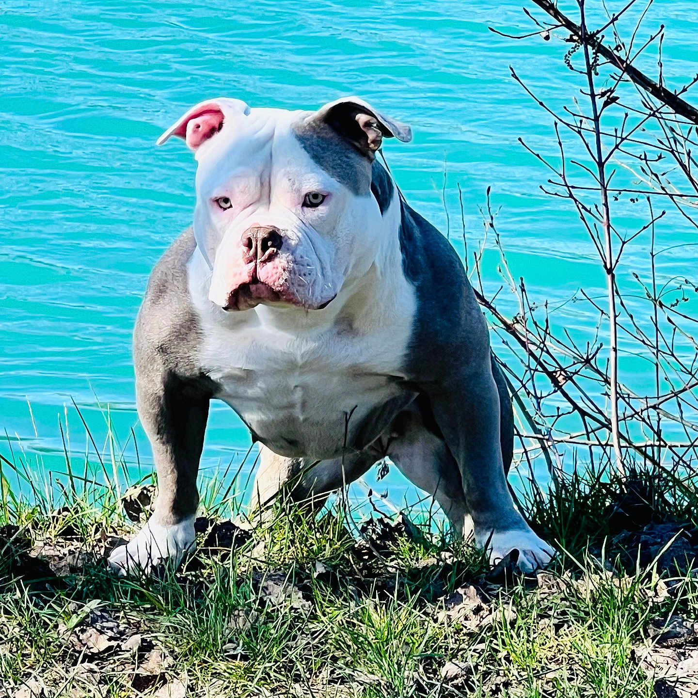 Kaya participe au concours pour gagner de l'argent avec cette photo : animal, blue_water, bulldog, canine, daytime, dog, ears, fur, grass, ground, leafless_branches, muscular, nature, outdoor, pet, serious_expression, snout, standing, sunlight, water