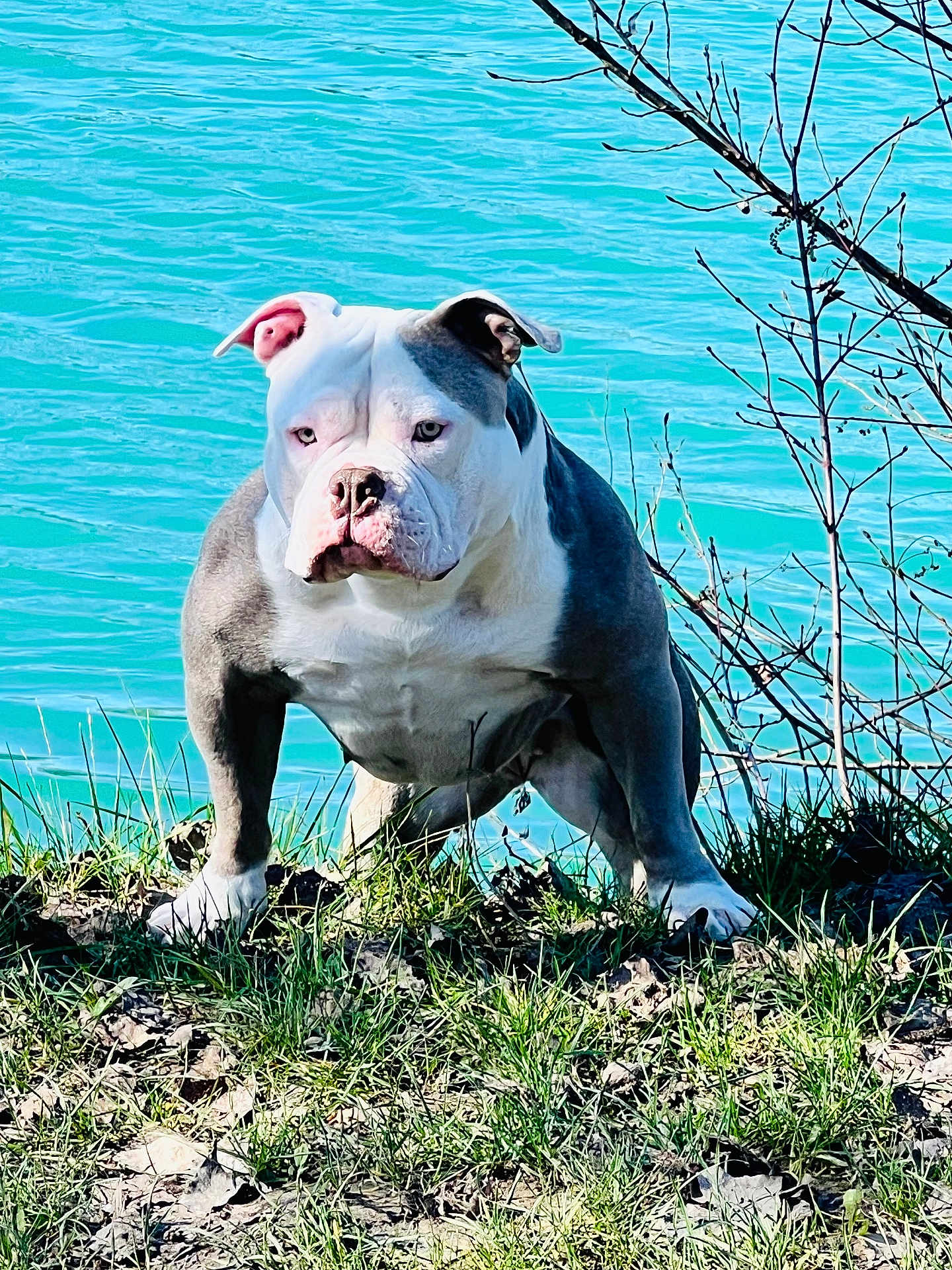 Kaya participe au concours pour gagner de l'argent avec cette photo : dog, bulldog, water, grass, nature, outdoor, blue_water, animal, pet, muscular, leafless_branches, sunlight, daytime, canine, serious_expression, standing, ground, fur, snout, ears