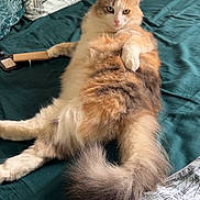 Kitty participe au concours pour gagner de l'argent avec cette photo : cat, fluffy, bed, green_bedspread, relaxed, fur, orange, cream, brown, grooming_brush, pet, indoor, animal, resting, looking_at_camera, whiskers, tail, paws, cozy, cute