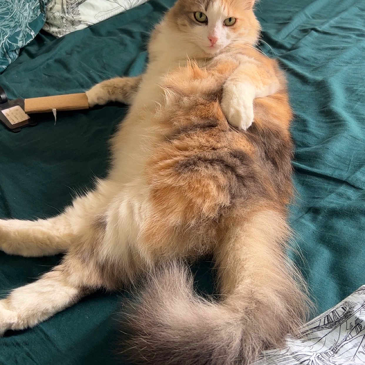 Kitty participe au concours pour gagner de l'argent avec cette photo : animal, bed, brown, cat, cozy, cream, cute, fluffy, fur, green_bedspread, grooming_brush, indoor, looking_at_camera, orange, paws, pet, relaxed, resting, tail, whiskers