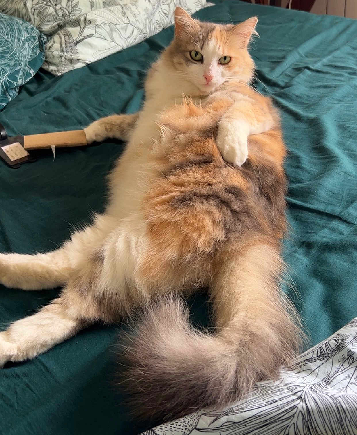 Kitty