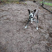 Pd joined the competition — help win amazing prizes! dog, ball, hand, fence, dirt, outdoor, playful, pet, brown, white, ears, collar, grass, ground, person, toy, ready, attention, nature, animal