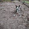 dog, ball, hand, fence, dirt, outdoor, playful, pet, brown, white, ears, collar, grass, ground, person, toy, ready, attention, nature, animal
