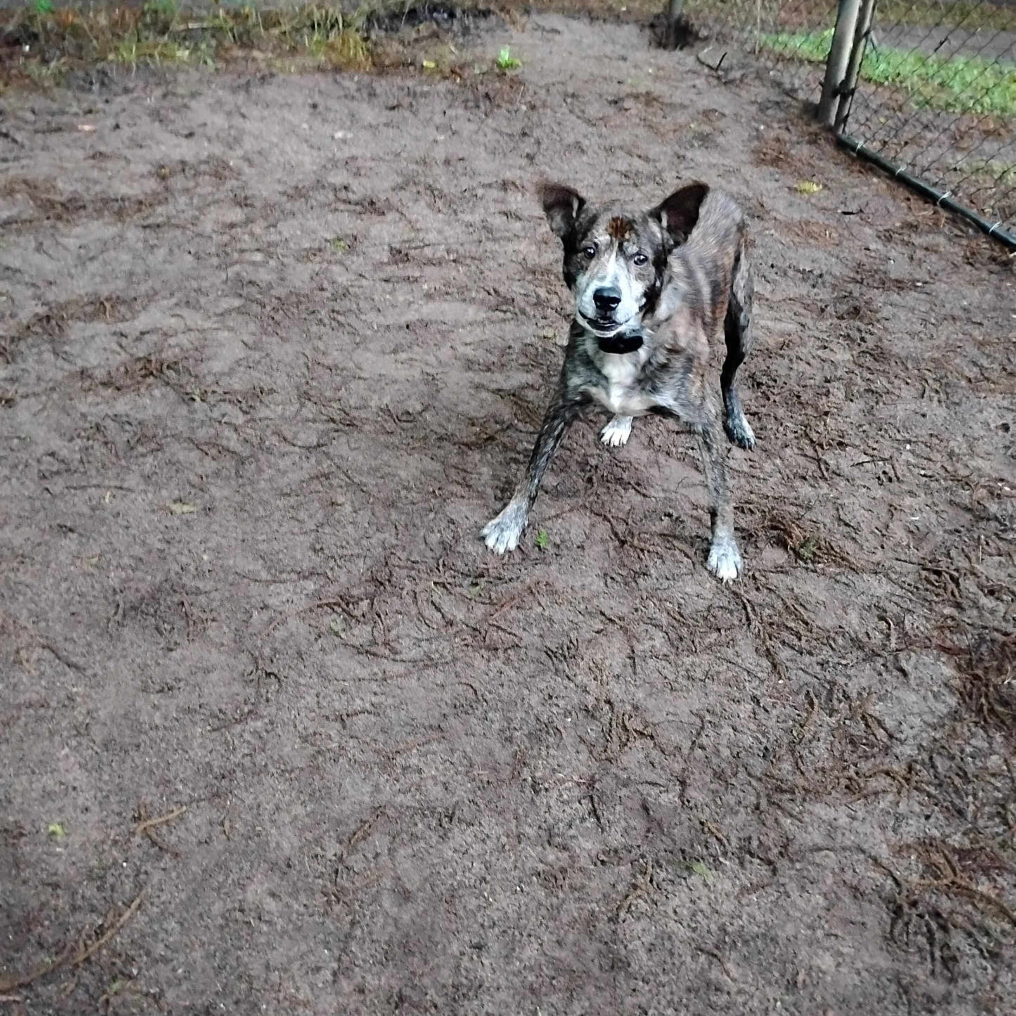 Pd joined the competition — help win amazing prizes! dog, ball, hand, fence, dirt, outdoor, playful, pet, brown, white, ears, collar, grass, ground, person, toy, ready, attention, nature, animal