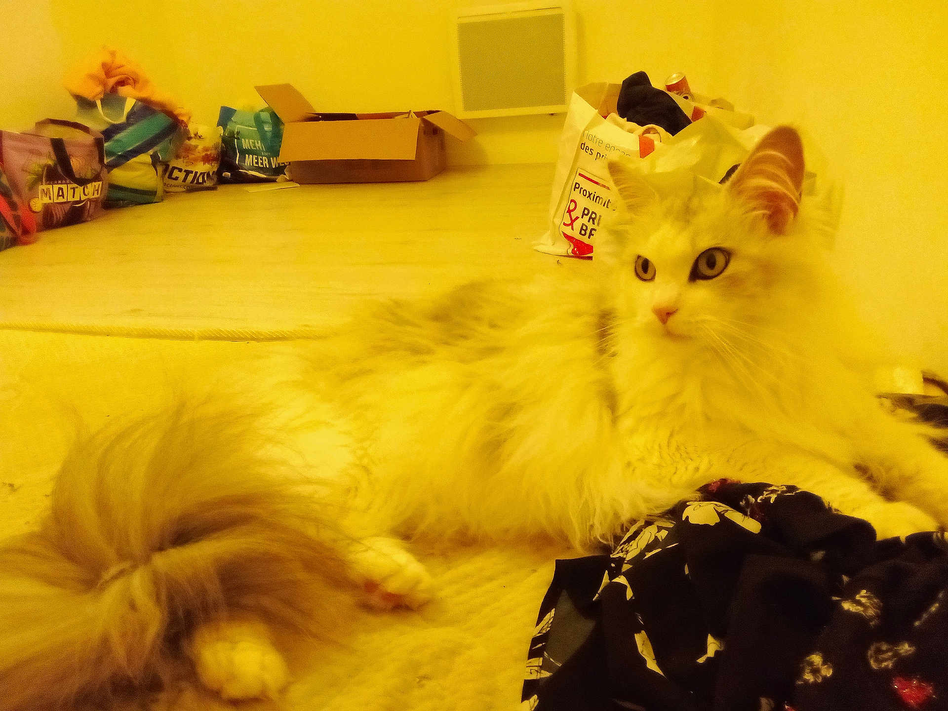 Smoothie a rejoint le concours — aidez-le/la à gagner de superbes lots ! cat, fluffy, long_hair, pet, indoor, bed, blanket, bag, cardboard_box, floor, furniture, domestic_animal, relaxing, yellow_light, cozy, soft, animal, whiskers, ears, tail