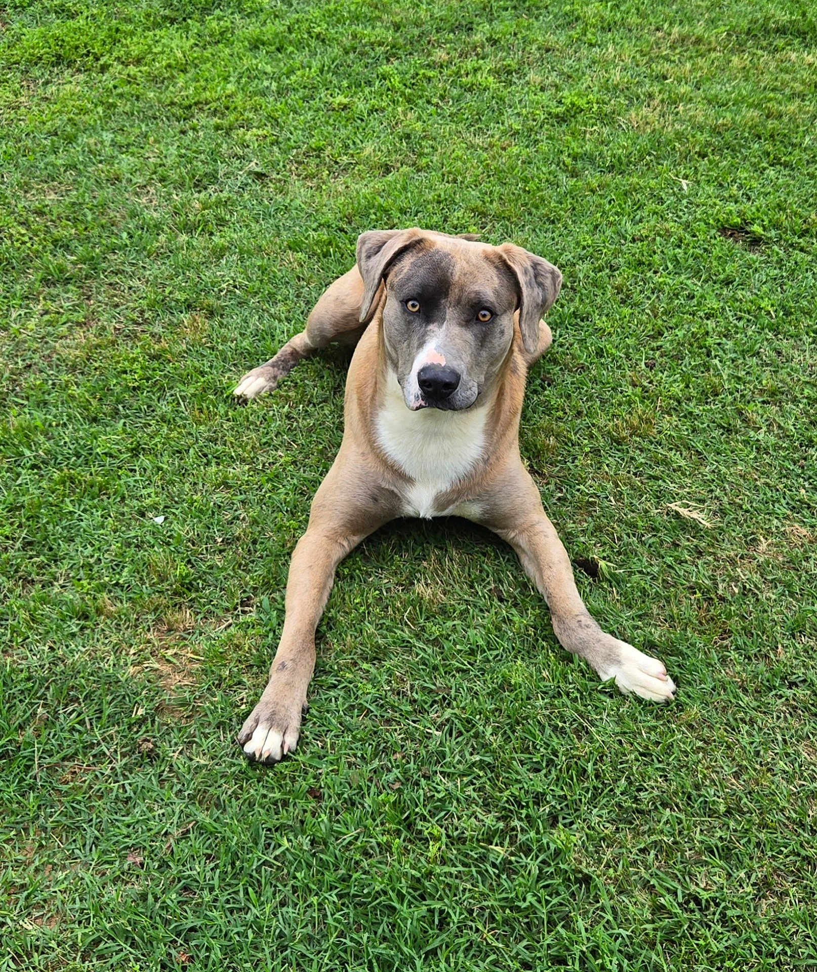 Butch is registered to the contest to win money with this photo: dog, grass, outdoor, pet, animal, canine, laying_down, brown_coat, white_patch, ears, eyes, nose, paw, nature, summer, greenery, resting, alert, mammal, daytime