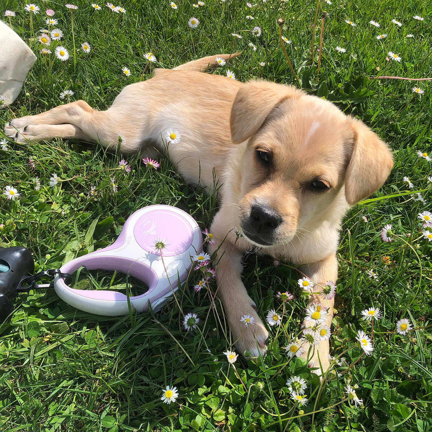 Pep participe au concours pour gagner de l'argent avec cette photo : animal, canine, daisy, dog, field, flower, grass, grassland, herbal, herbs, hound, labradorretriever, lawn, nature, outdoors, pet, plant, pottery, puppy, purple