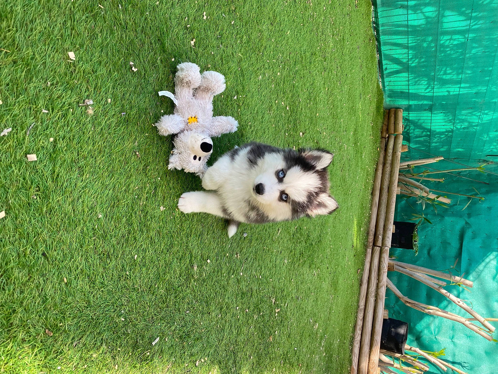 Will participe au concours pour gagner de l'argent avec cette photo : canidae, carnivore, companion_dog, dog, dog_breed, fawn, felidae, flower, grass, grass_family, grassland, green, herbaceous_plant, non_sporting_group, pasture, plant, spitz, sporting_group, tail, toy_dog