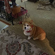 Honey Girl is registered to the contest to win money with this photo: dog, corgi, pet, indoor, carpet, living_room, furniture, decor, brown, white, red_collar, cute, animal, floor, table, basket, toy, cozy, home, quiet