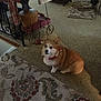 dog, corgi, pet, indoor, carpet, living_room, furniture, decor, brown, white, red_collar, cute, animal, floor, table, basket, toy, cozy, home, quiet