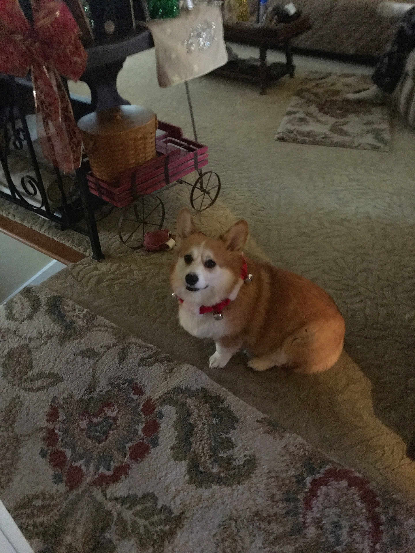 Honey Girl is registered to the contest to win money with this photo: dog, corgi, pet, indoor, carpet, living_room, furniture, decor, brown, white, red_collar, cute, animal, floor, table, basket, toy, cozy, home, quiet