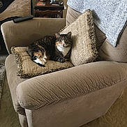 Dot is registered to the contest to win money with this photo: cat, armchair, pillow, living_room, remote_control, carpet, decor, table, glass, stuffed_duck, cushion, furniture, tabby_cat, pet, indoor, relaxing, cozy, home, animal, resting