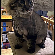 Skelator is registered to the contest to win money with this photo: box, cat, cat_tree, chair, curious, curtains, domestic_animal, ears, fluffy_head, fur, furniture, indoor, mammal, perched, pet, shaved_cat, tail, whiskers, wide_eyes, wooden_table