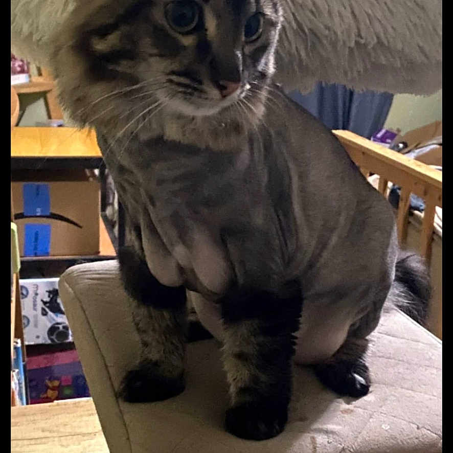 Skelator is registered to the contest to win money with this photo: box, cat, cat_tree, chair, curious, curtains, domestic_animal, ears, fluffy_head, fur, furniture, indoor, mammal, perched, pet, shaved_cat, tail, whiskers, wide_eyes, wooden_table