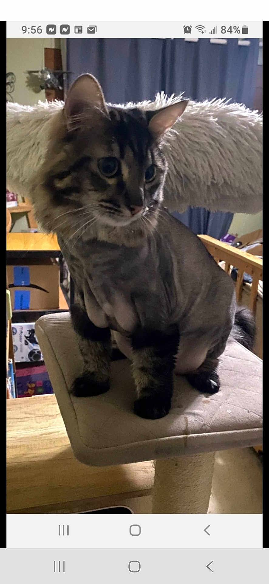 Skelator is registered to the contest to win money with this photo: box, cat, cat_tree, chair, curious, curtains, domestic_animal, ears, fluffy_head, fur, furniture, indoor, mammal, perched, pet, shaved_cat, tail, whiskers, wide_eyes, wooden_table