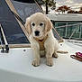 animal, autumn, boat, cloudy_sky, cute, deck, dog, fur, golden_retriever, nature, outdoor, overcast, pet, puppy, sitting, tree, watercraft, white, young, young_dog