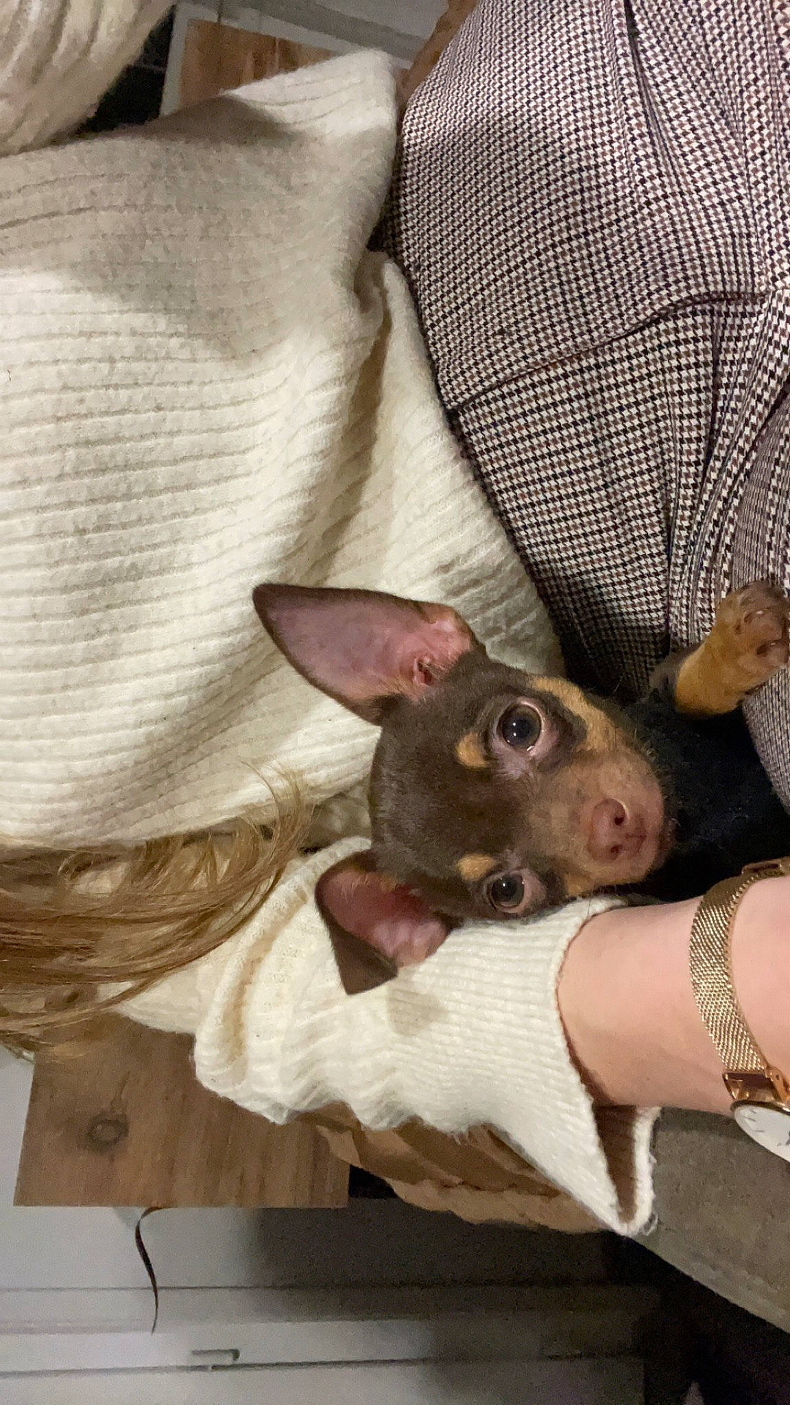 Una a rejoint le concours — aidez-le/la à gagner de superbes lots ! canidae, carnivore, comfort, companion_dog, dog, dog_breed, ear, fawn, fur, linens, non_sporting_group, pattern, paw, sleeve, snout, toy_dog, watch, whiskers, working_animal, wrist