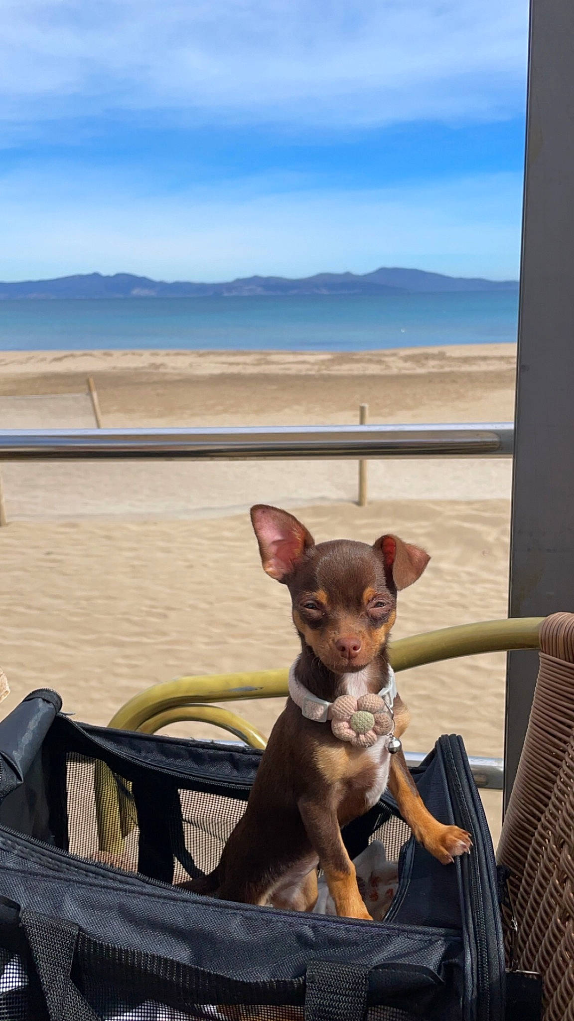 Una participe au concours pour gagner de l'argent avec cette photo : beach, canidae, carnivore, chair, cloud, companion_dog, dog, dog_breed, fawn, horizon, outdoor_furniture, sky, snout, sporting_group, toy_dog, vacation, water, whiskers, wood, working_animal