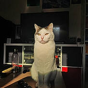 Yuki participe au concours pour gagner de l'argent avec cette photo : animal, calm, cat, cozy, domestic, electronics, furniture, home, indoor, pet, quiet, relaxing, remote_control, shadow, sitting, sunlight, table, television, water_bottle, white_cat