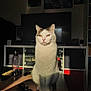 animal, calm, cat, cozy, domestic, electronics, furniture, home, indoor, pet, quiet, relaxing, remote_control, shadow, sitting, sunlight, table, television, water_bottle, white_cat
