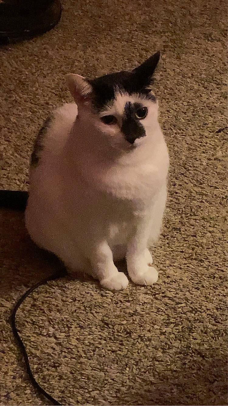 Oreo is registered to the contest to win money with this photo: carnivore, cat, domestic_short_haired_cat, eye, felidae, flooring, foot, fur, head, human_body, leg, monochrome_photography, paw, road_surface, sitting, small_to_medium_sized_cats, snout, tail, terrestrial_animal, whiskers