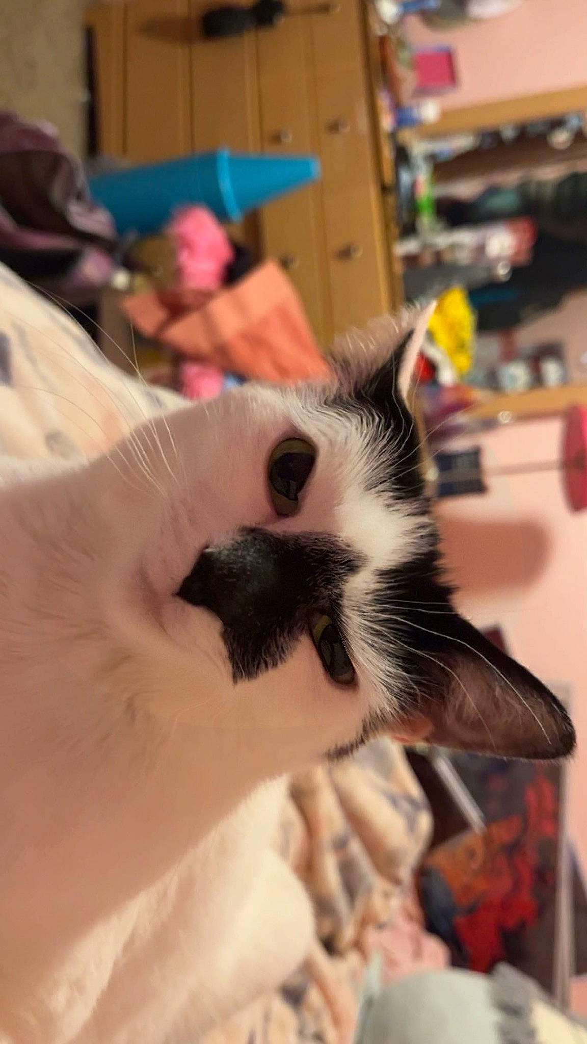 Oreo joined the competition — help win amazing prizes! carnivore, cat, claw, domestic_short_haired_cat, eyelash, eyewear, felidae, fur, human_leg, linens, nail, paw, room, shelf, small_to_medium_sized_cats, snout, whiskers