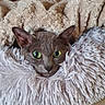 animal, blanket, cat, close_up, cozy, cuddled, ears, face, feline, furniture, gray_cat, green_eyes, indoors, pet, portrait, resting, shaggy_blanket, sleeping_area, soft_texture, whiskers