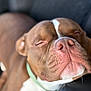 animal, brown, canine, close_up, collar, cute, dog, domestic_animal, face, fur, indoors, peaceful, pet, portrait, relaxed, resting, sleeping, snout, soft_focus, white_markings