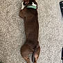 Duke Lopez is registered to the contest to win money with this photo: animal, brown_dog, can, carpet, companion, dog, domestic_animal, floor, green_collar, house, indoor, legs, lying_down, mammal, paws, pet, relaxed, resting, side_view, tail