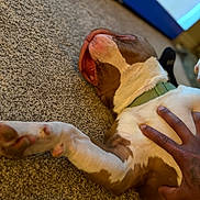 Duke Lopez is registered to the contest to win money with this photo: animal, belly_rub, brown_and_white, canine, carpet, close_up, collar, comfort, dog, domestic_animal, fur, hand, indoor, lying_down, mouth_open, paw, pet, relaxed, resting, tattoo