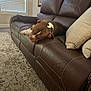 Duke Lopez is registered to the contest to win money with this photo: blinds, brown, carpet, collar, couch, cozy, dog, furniture, home, indoor, leather, living_room, pet, pillow, quiet, relaxation, resting, sleeping, white, window